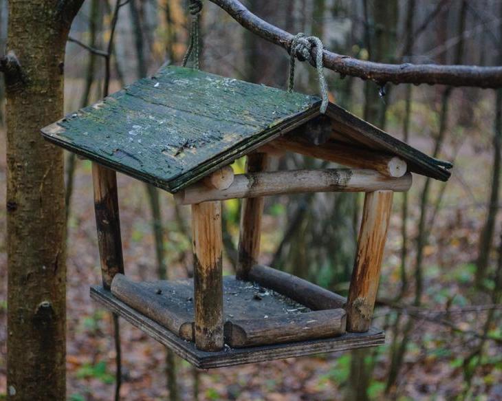 Почему кормушки для птиц в городах — зло